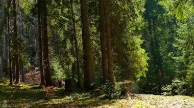 İğne yapraklı orman güzel doğa vahşi