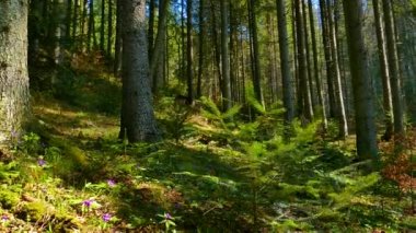 İğne yapraklı orman güzel doğa vahşi