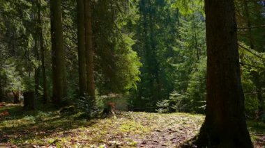 İğne yapraklı orman güzel doğa vahşi
