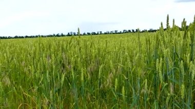 Buğday unu alan ekmek