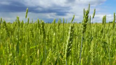 Buğday unu alan ekmek