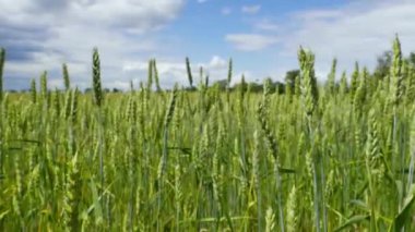 Buğday unu alan ekmek