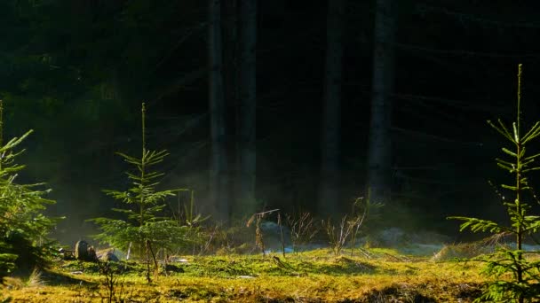 针叶林美丽的自然野生 — 图库视频影像