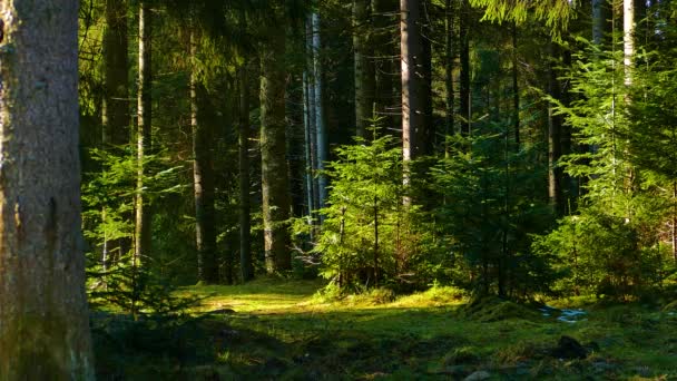 Splendida Natura Selvaggia Della Foresta Conifere — Video Stock