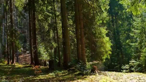 Forêt de conifères belle nature sauvage 