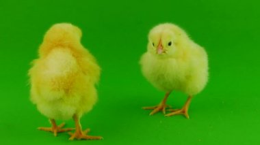 Yeşil ekranda küçük tavuk