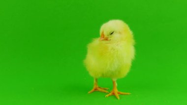 yeşil bir arka planda hatun