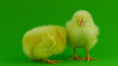 yeşil bir arka planda hatun