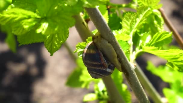 Caracoles Una Rama Árbol — Vídeos de Stock