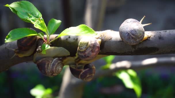 Snails on a tree branch — Stock Footage Snails Tree Branch Video Clip