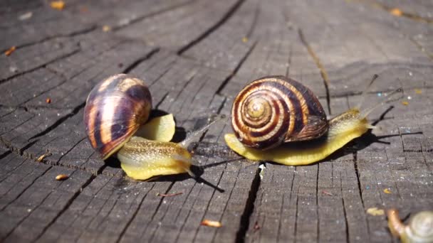 Snails on a tree branch — Stock Footage Snails Tree Branch Royalty Free Stock Video
