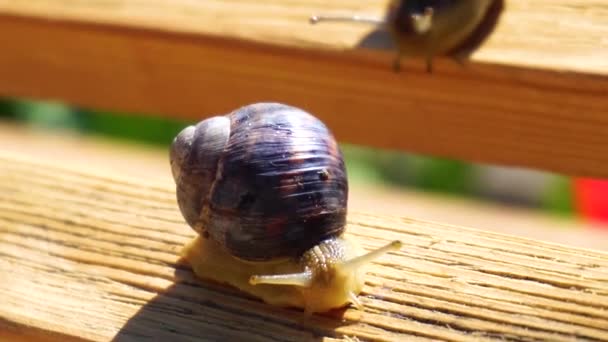 Escargots sur une branche d'arbre 
