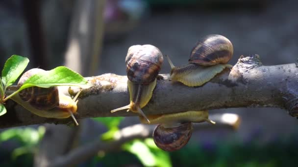 Escargots Sur Une Branche Arbre — Video