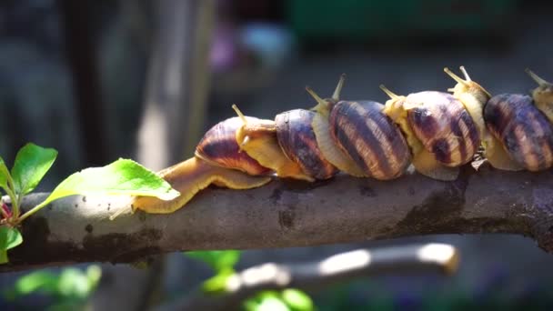 Escargots Sur Une Branche Arbre — Video