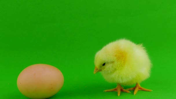 Chick Green Background — Stock Video