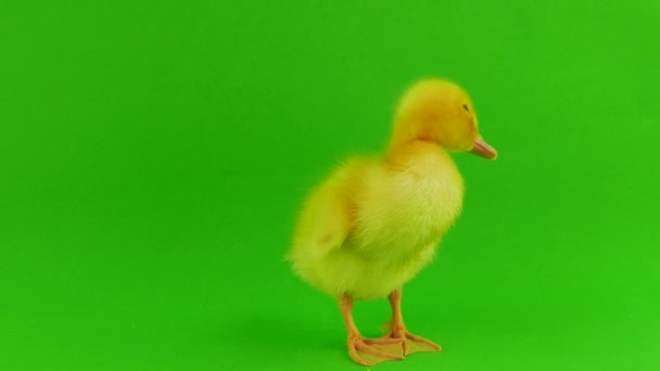 Duckling Green Background Isolated — Stock Video