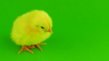 yeşil bir arka planda hatun