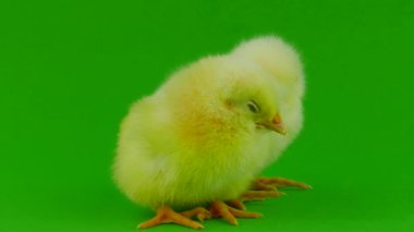 yeşil bir arka planda hatun