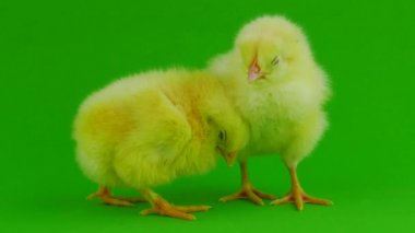 yeşil bir arka planda hatun