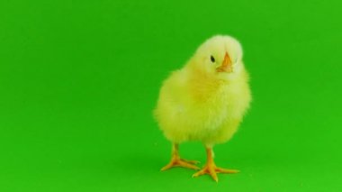 yeşil bir arka planda hatun