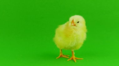 yeşil bir arka planda hatun