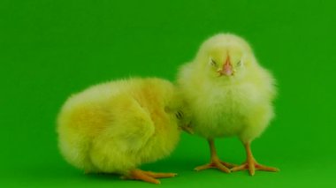 yeşil bir arka planda hatun