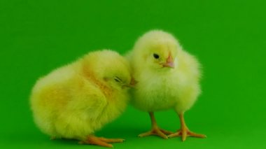 Yeşil ekranda küçük tavuk