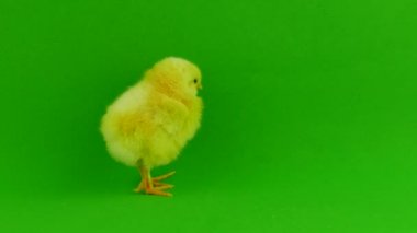 yeşil bir arka planda hatun