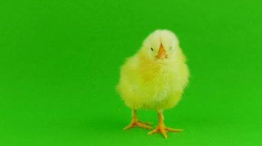 yeşil bir arka planda hatun