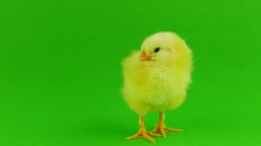 yeşil bir arka planda hatun