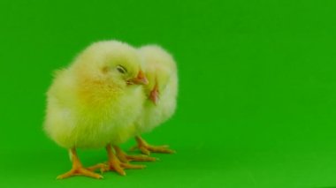 yeşil bir arka planda hatun