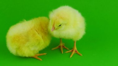 yeşil bir arka planda hatun