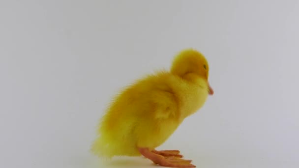 Mały Kurczak Izolowany Białym Tle — Wideo stockowe