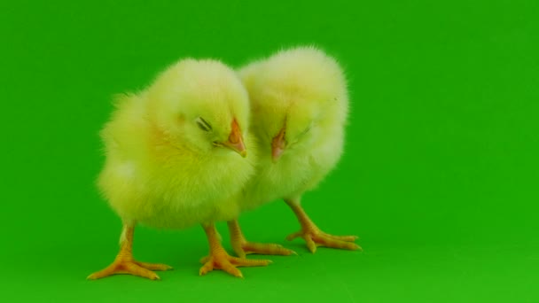 Chick Green Background — Stock Video