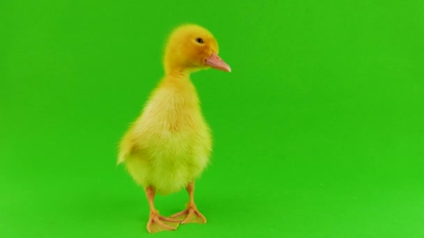 Fondo Verde Patito Aislado — Vídeo de stock