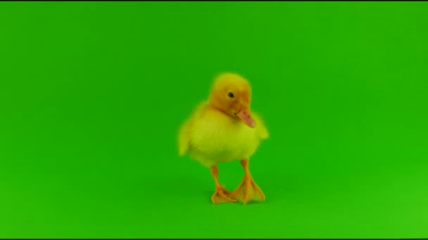 Duckling Green Background Isolated — Stock Video