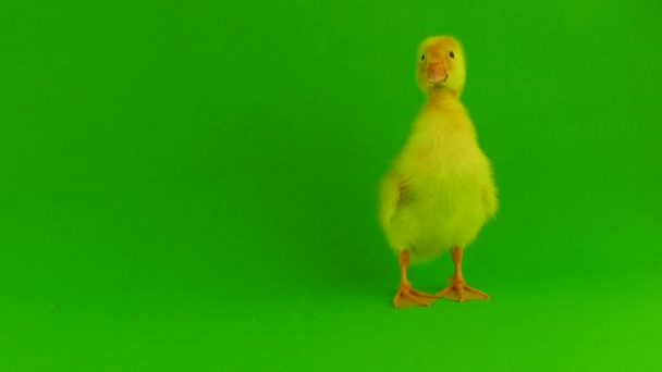 Duckling Green Background Isolated — Stock Video