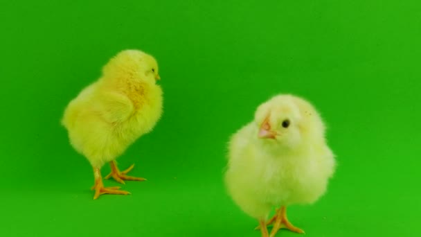 Chick Een Groene Achtergrond — Stockvideo
