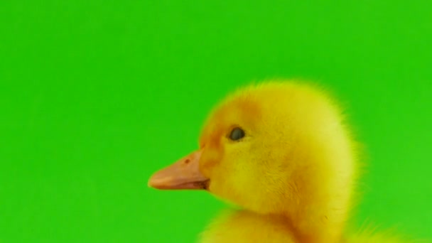 Duckling Green Background Isolated — Stock Video