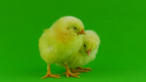 Petit Poulet Sur Écran Vert — Video