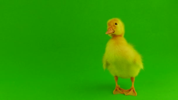 Duckling Green Background Isolated — Stock Video