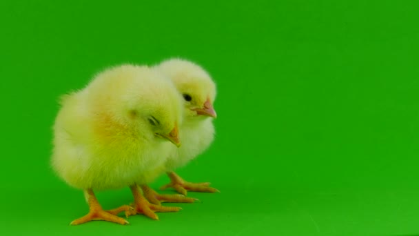 绿色屏幕上的小鸡 — 图库视频影像