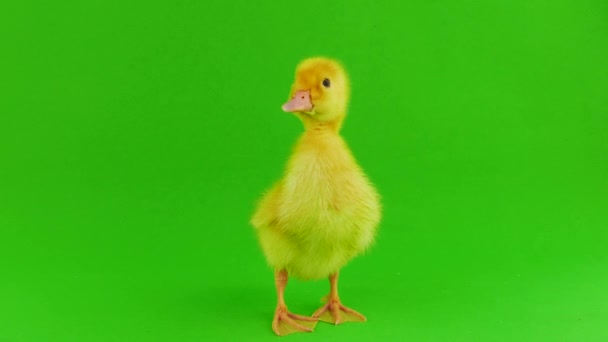 Duckling Green Background Isolated — Stock Video
