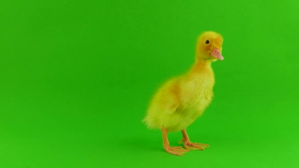 Fondo Verde Patito Aislado — Vídeos de Stock