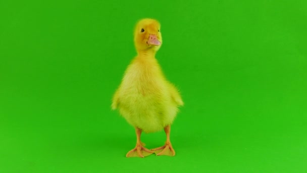 Fondo Verde Patito Aislado — Vídeos de Stock