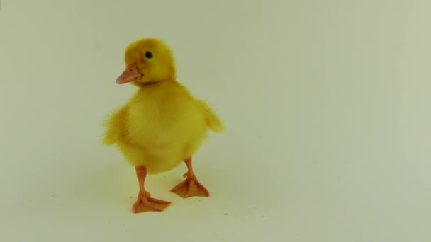 Mały Kurczak Izolowany Białym Tle — Wideo stockowe