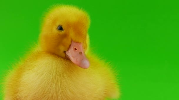 Duckling Green Background Isolated — Stock Video