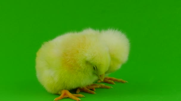 Chick Een Groene Achtergrond — Stockvideo