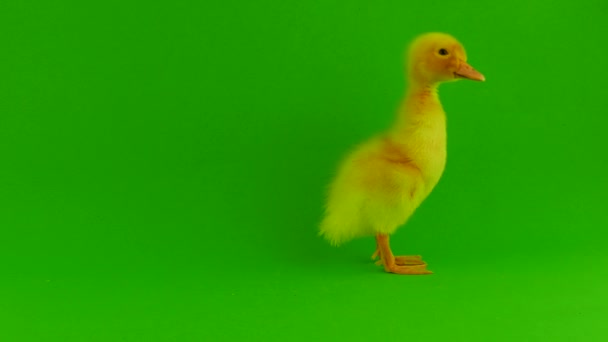 Duckling Green Background Isolated — Stock Video