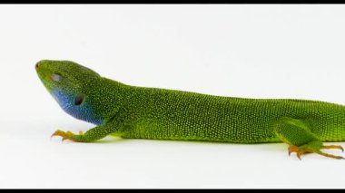 Yeşil kertenkele yeşil izole 